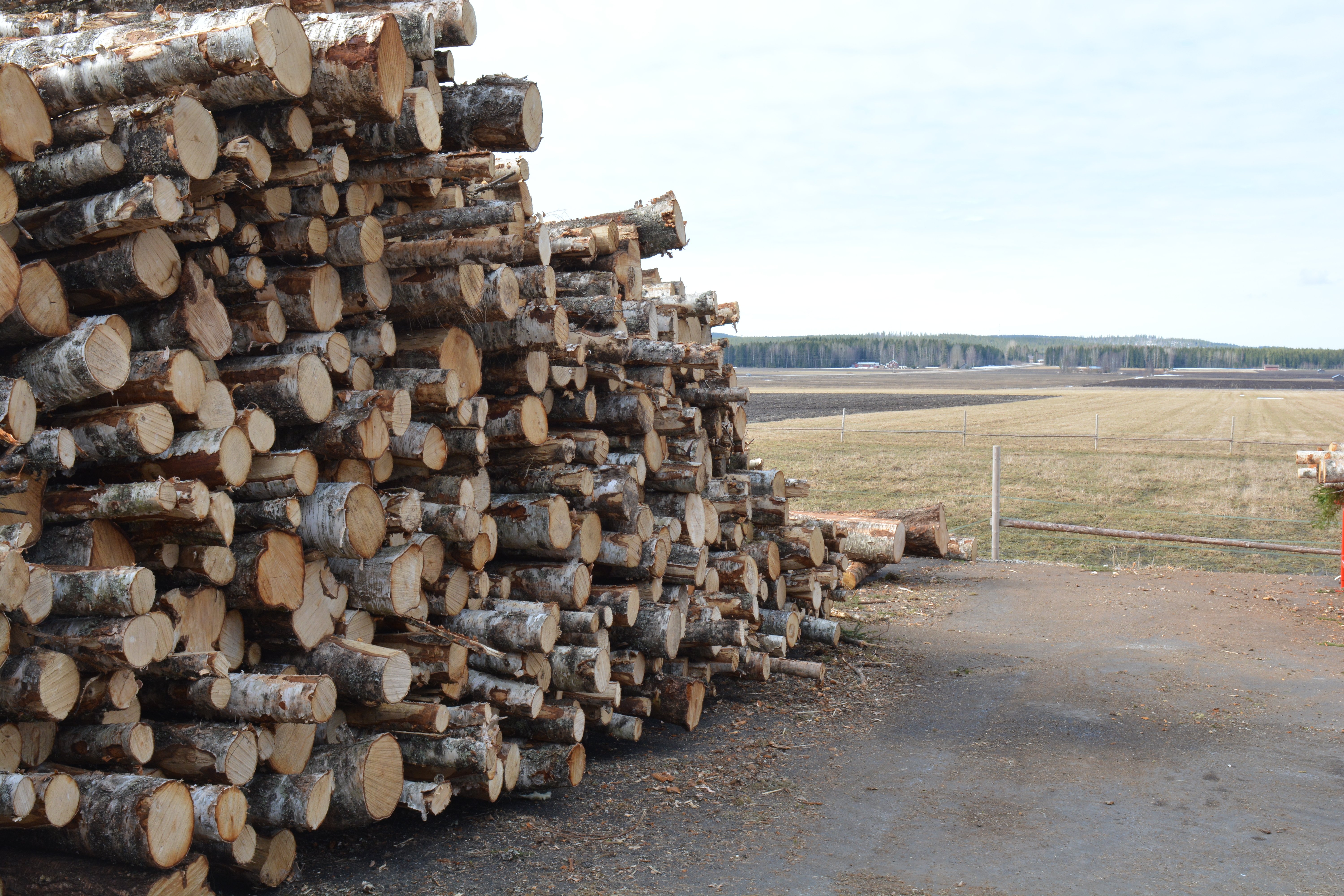 Felled trees by the field.