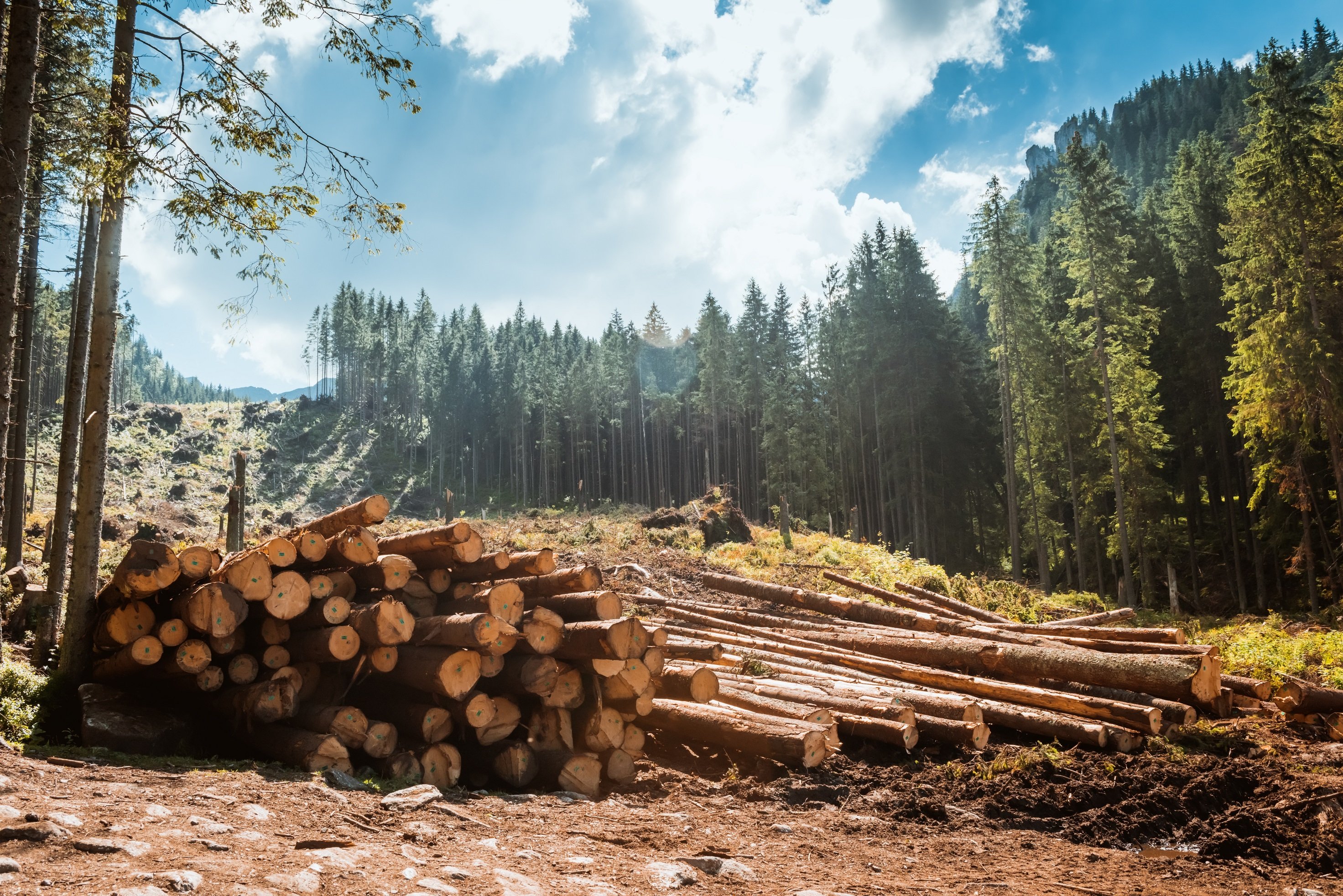 Felled trees in the forest.