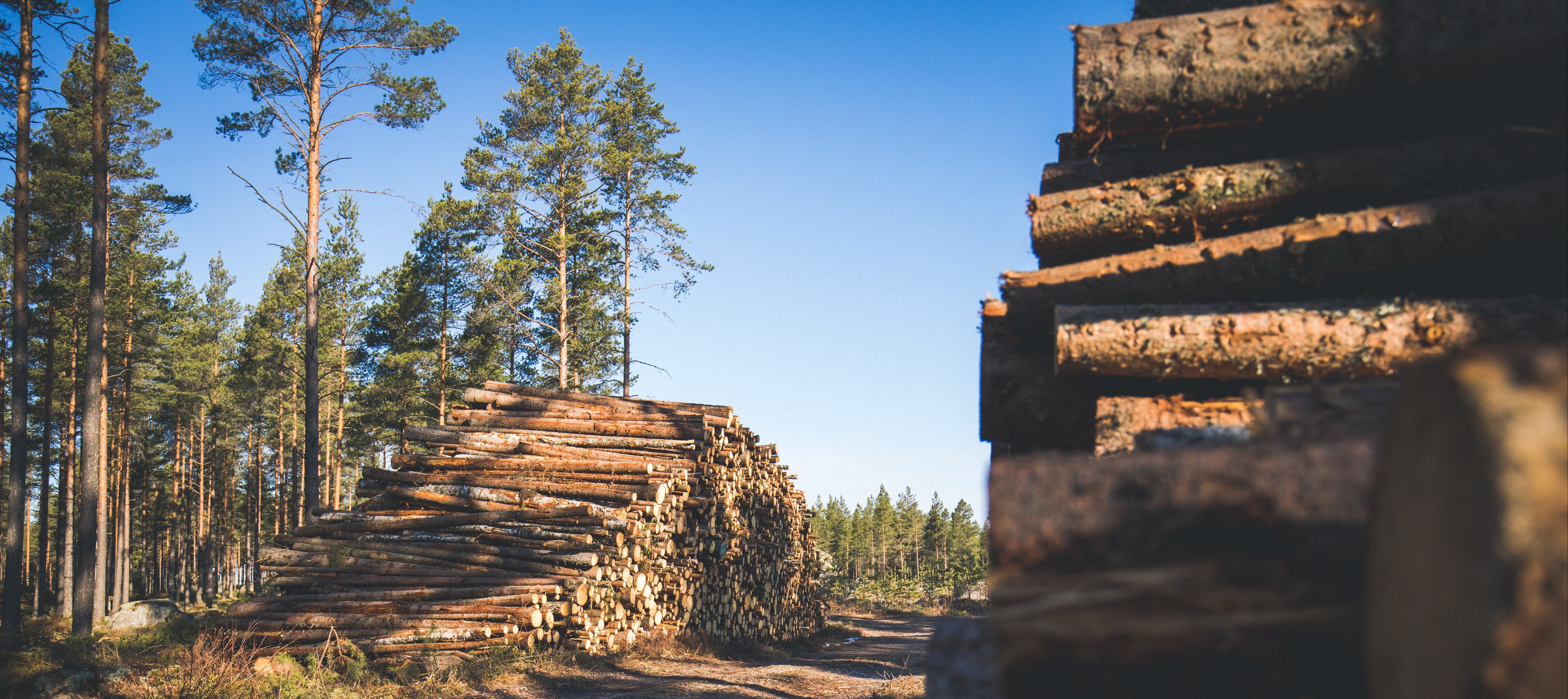 Tukkeja kasattuna suomalaisessa metsässä.