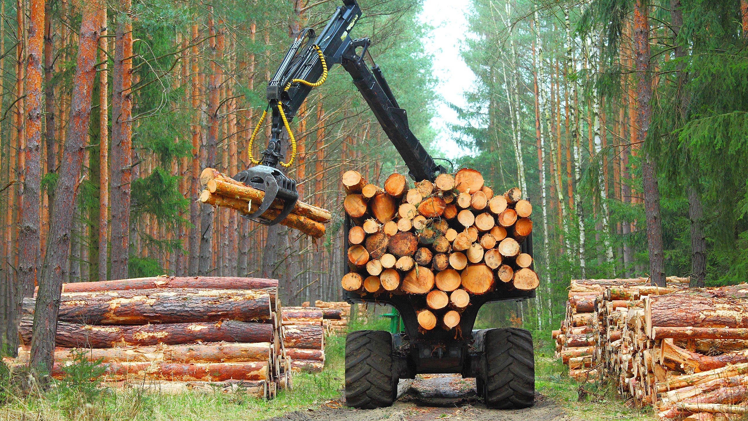 Logs in the woods. 