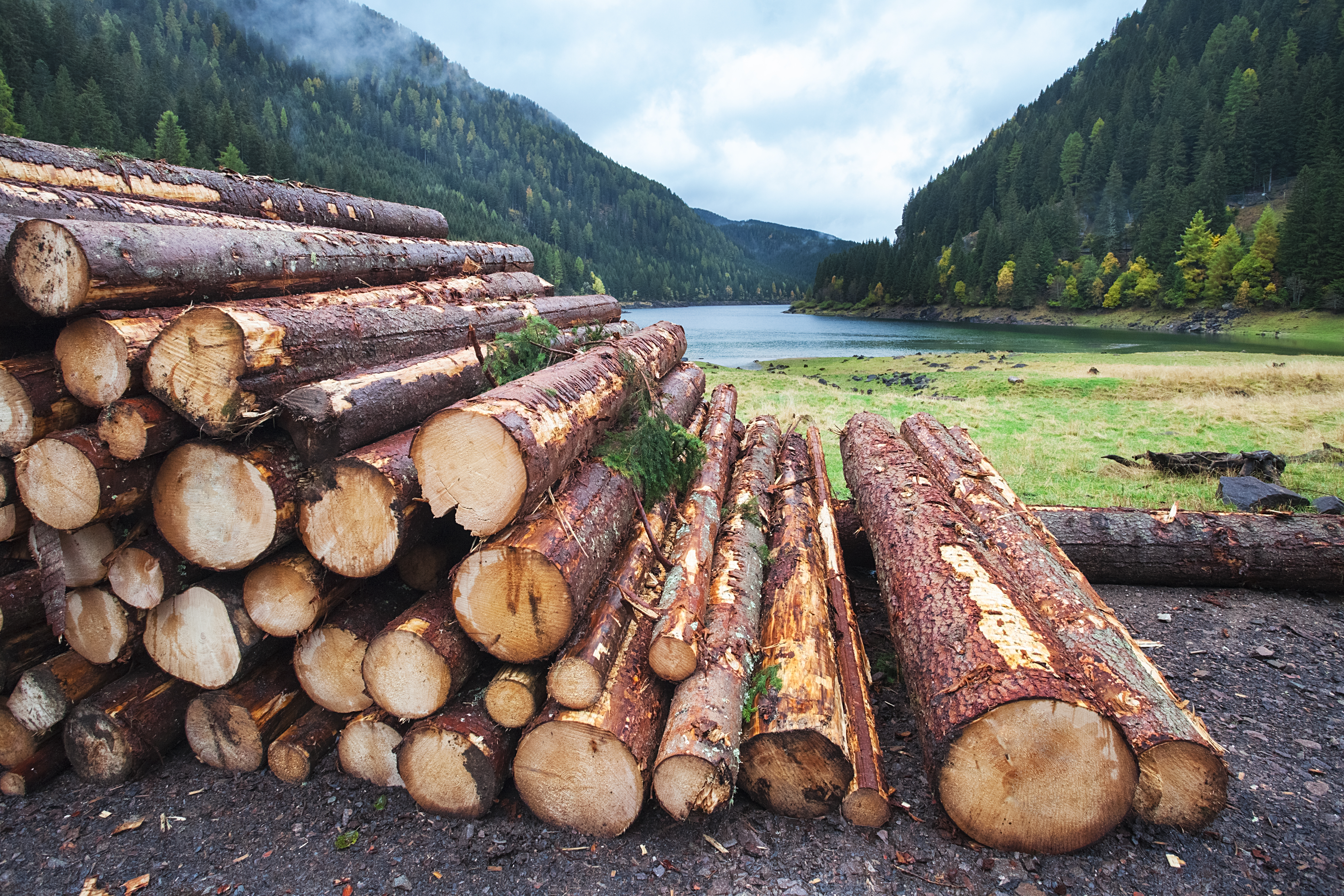 Felled trees by the lake