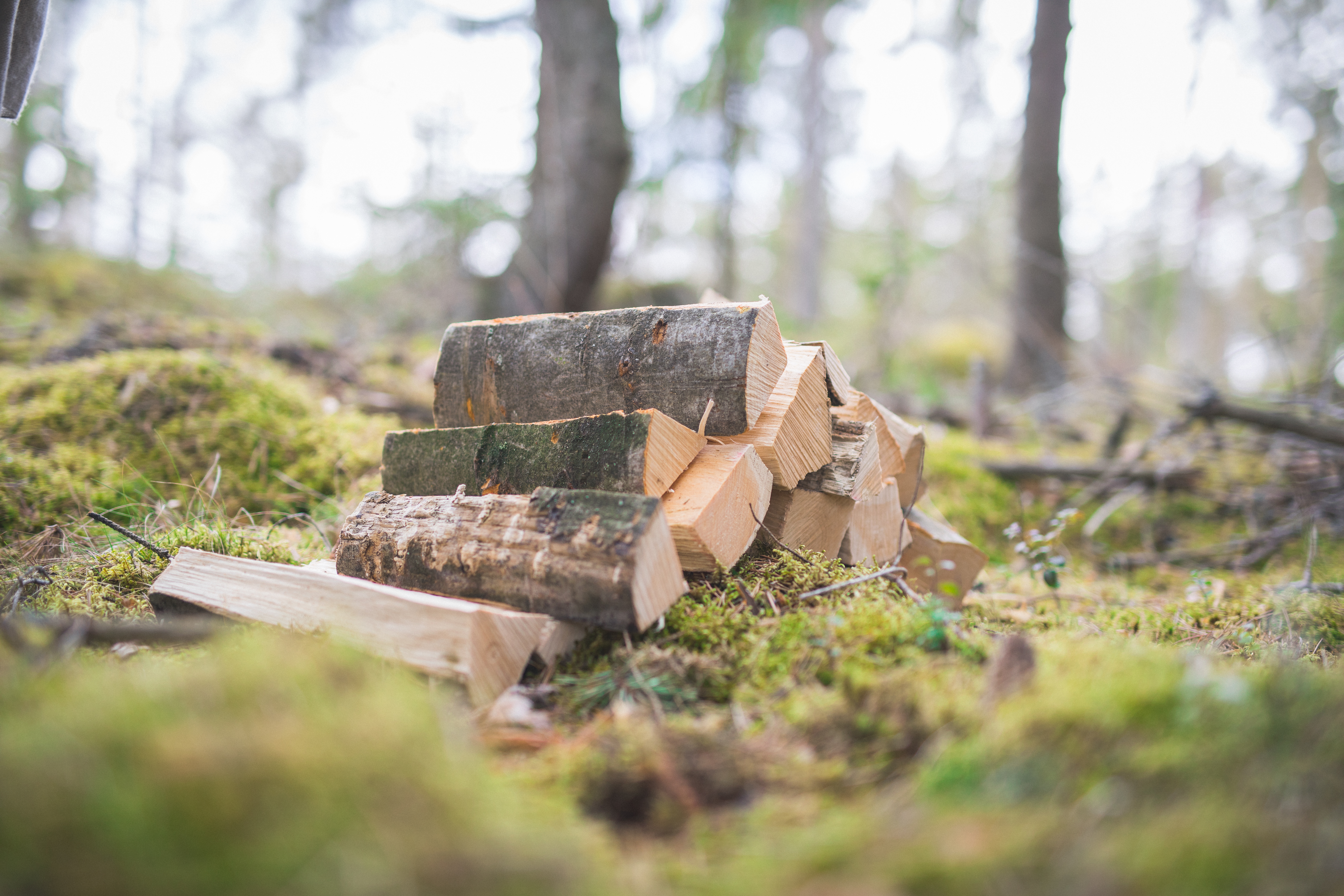 Firewood in the forest